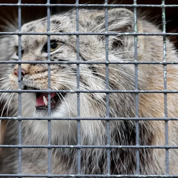 レニングラード動物園のマヌルネコの写真