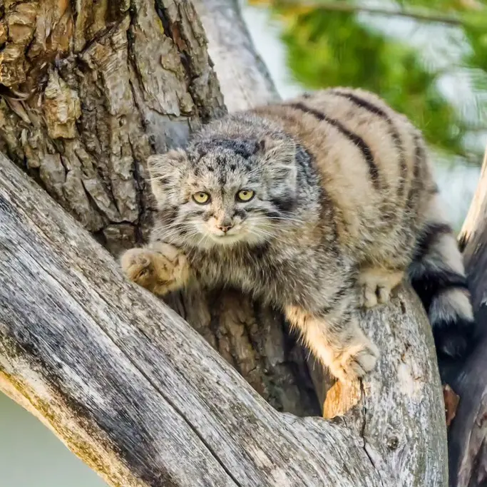 プラハ動物園のプリンセッサの写真