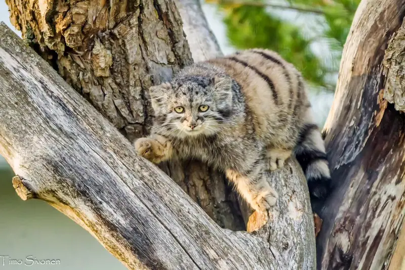 プラハ動物園のプリンセッサの写真