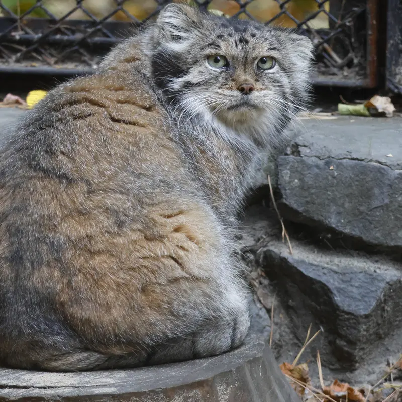 ノヴォシビルスク動物園のラストチカの写真