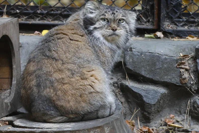 ノヴォシビルスク動物園のラストチカの写真