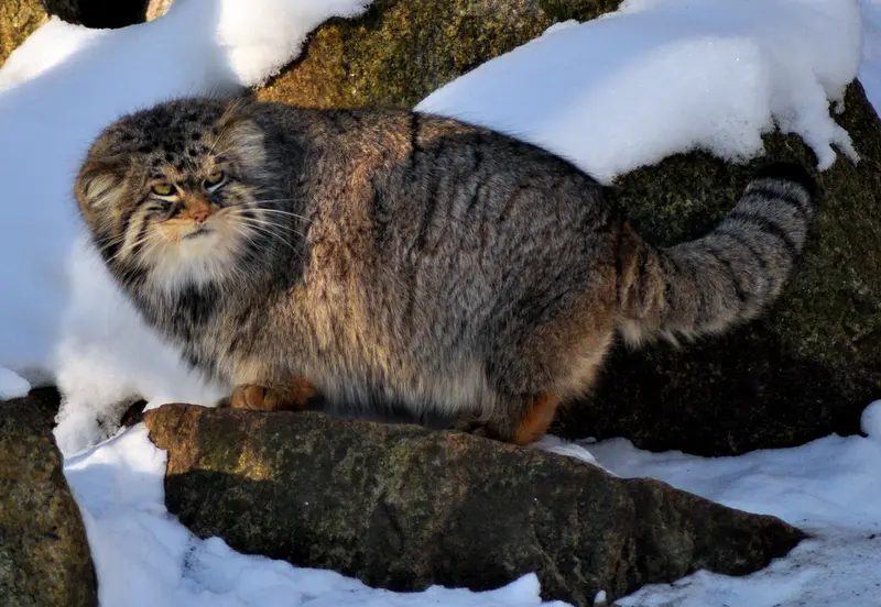 ゲルリッツ動物園のブルースの写真