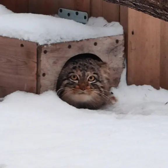 ノヴォシビルスク動物園のマヌルネコの写真