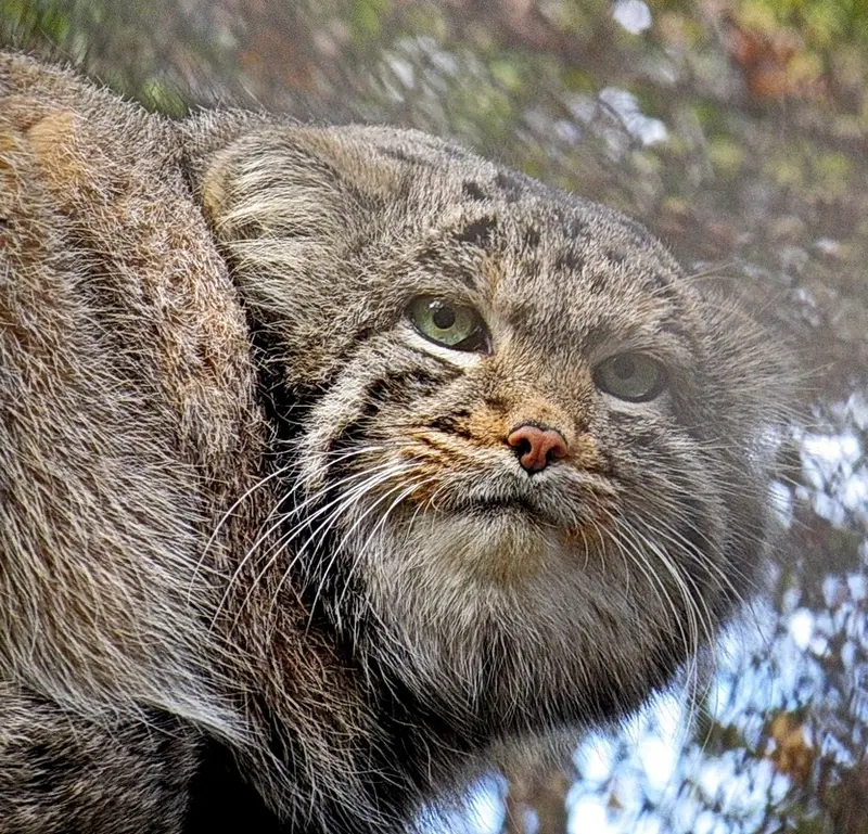 ノヴォシビルスク動物園のカラガンダの写真