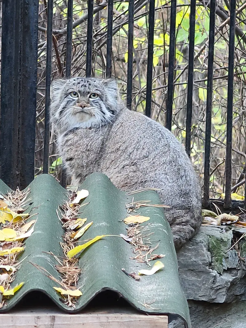 ノヴォシビルスク動物園のシルヴェスターの写真