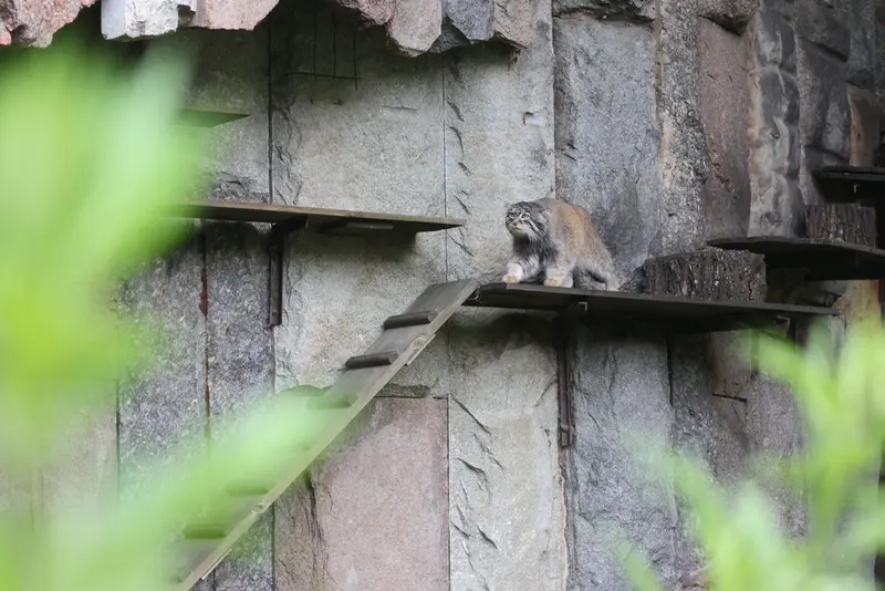 モスクワ動物園のティモフェイの写真