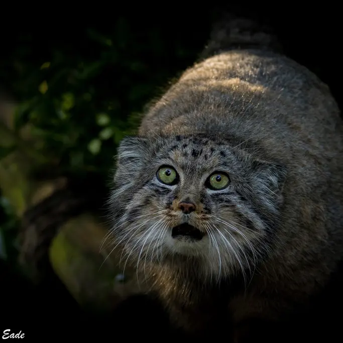 ビッグ・キャット・サンクチュアリのジェスロの写真