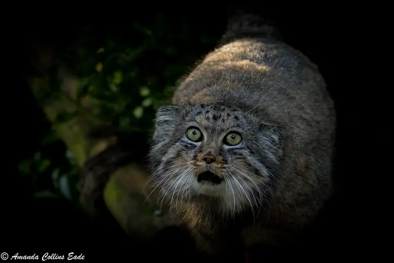 ビッグ・キャット・サンクチュアリのジェスロの写真