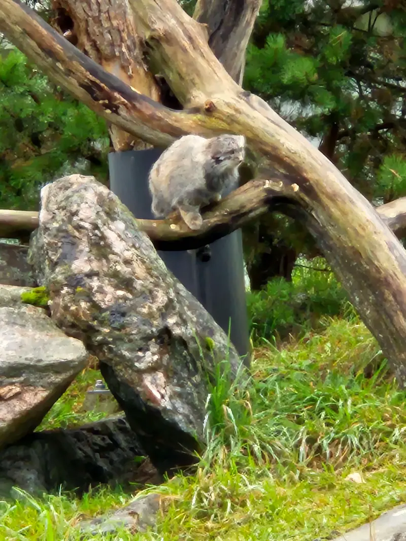 コルケアサーリ動物園のサイミの写真
