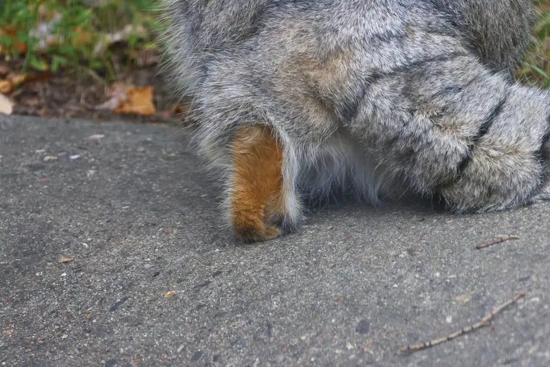 モスクワ動物園のティモフェイの写真