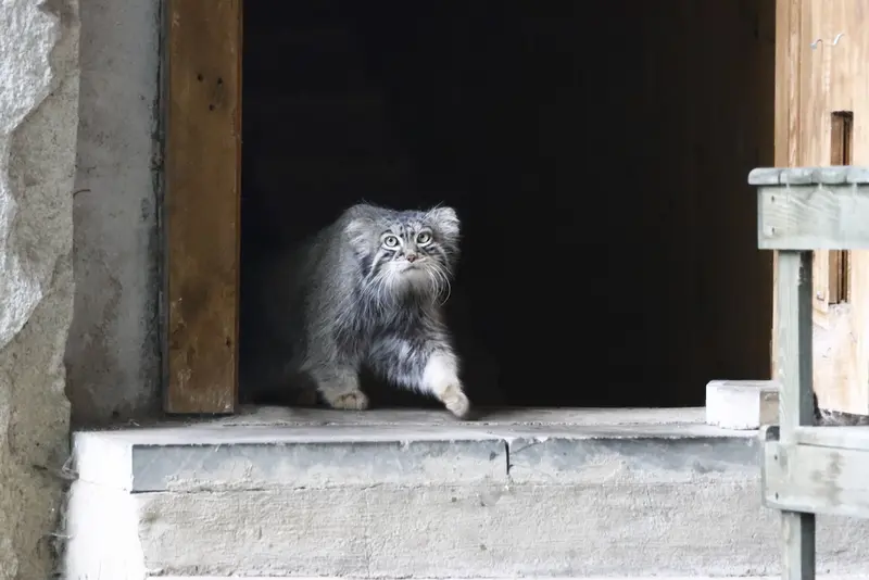 モスクワ動物園のティモフェイの写真