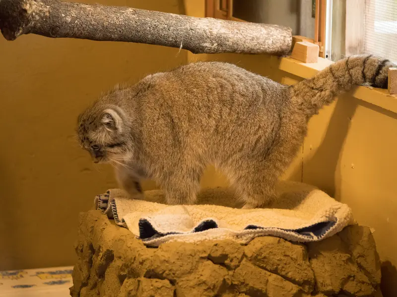 埼玉県こども動物自然公園のロータスの写真