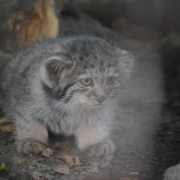 ブダペスト動物園＆植物園のボリス Ⅱの写真