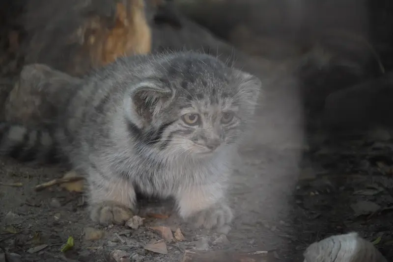 ブダペスト動物園・植物園のボリス Ⅱの写真