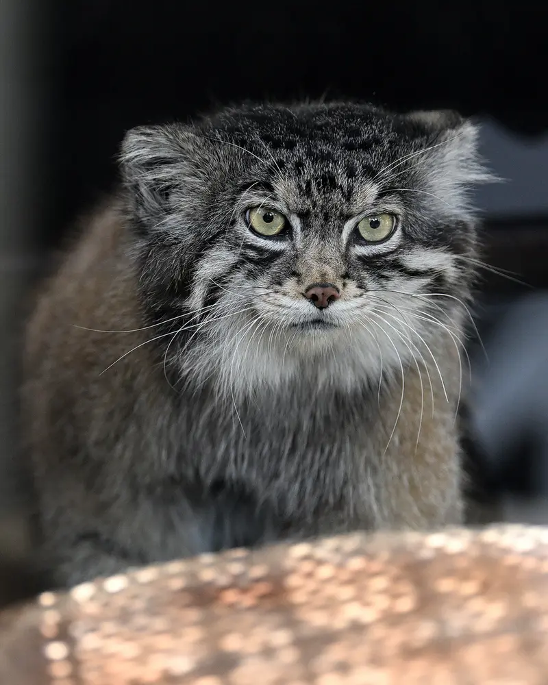 神戸市立王子動物園のイーリスの写真
