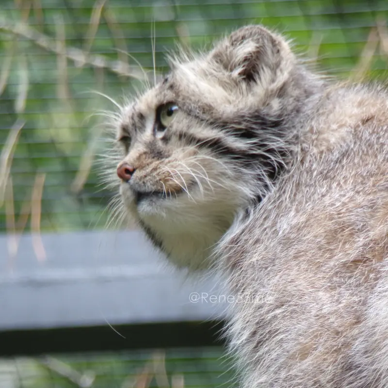 グダニスク動物園のマヌエルの写真