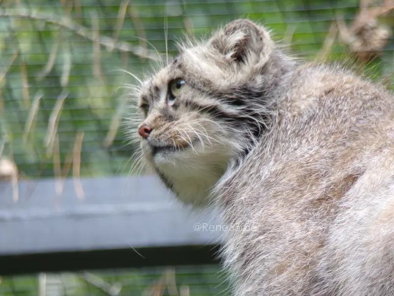 グダニスク動物園のマヌエルの写真
