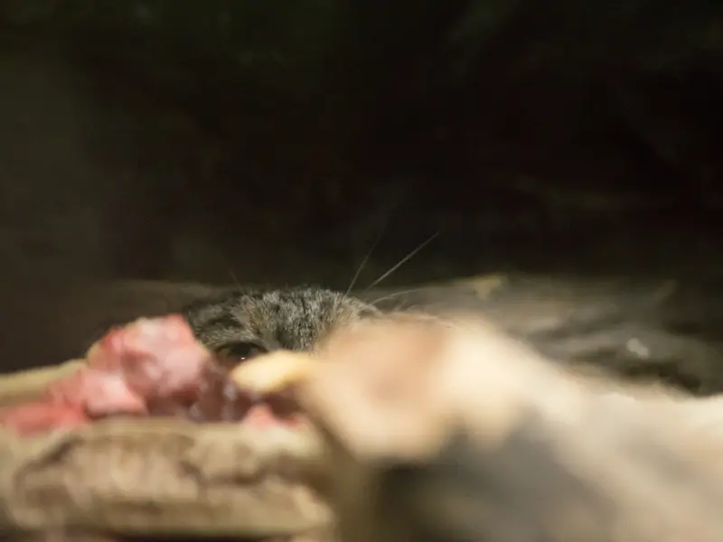 恩賜上野動物園のサフランの写真