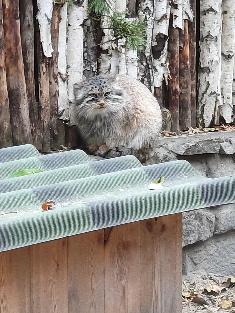 ノヴォシビルスク動物園のロロの写真