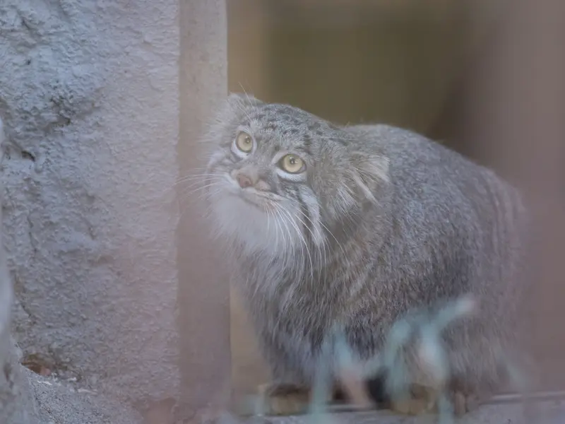 野毛山動物園のフィーガの写真