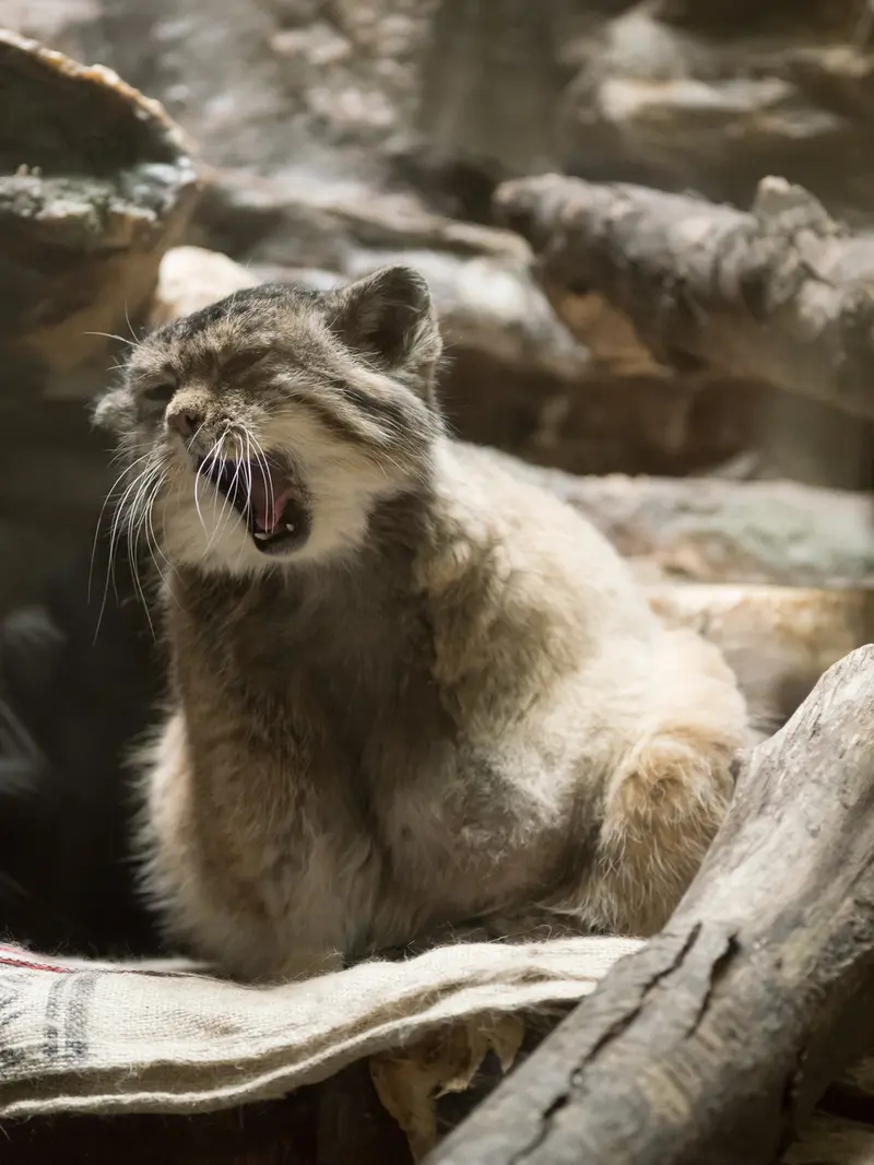 恩賜上野動物園のプリームラの写真