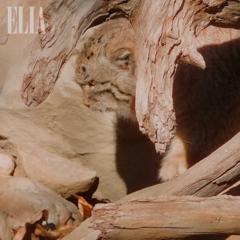 カルガリー動物園 / ワイルダー研究所のオラフの写真
