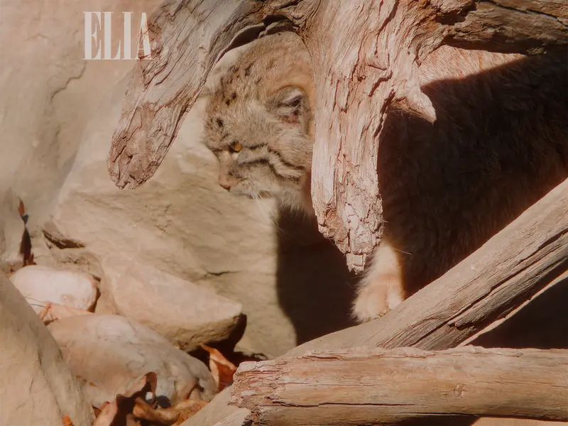 カルガリー動物園 / ワイルダー研究所のオラフの写真