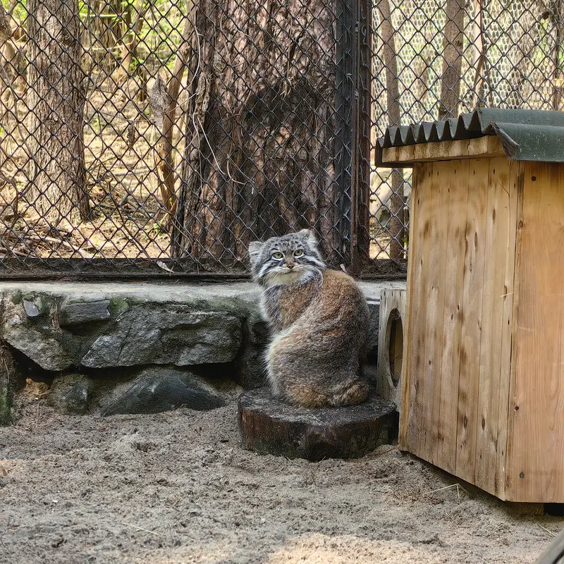 ノヴォシビルスク動物園のルフの写真