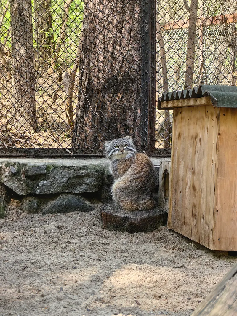 ノヴォシビルスク動物園のルフの写真