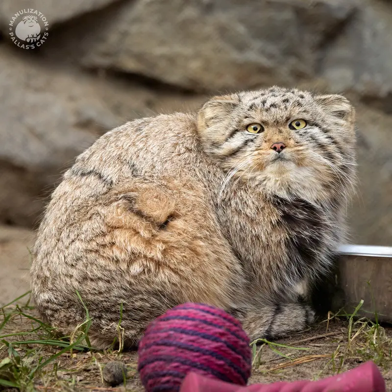 ノヴォシビルスク動物園のジンジャーの写真