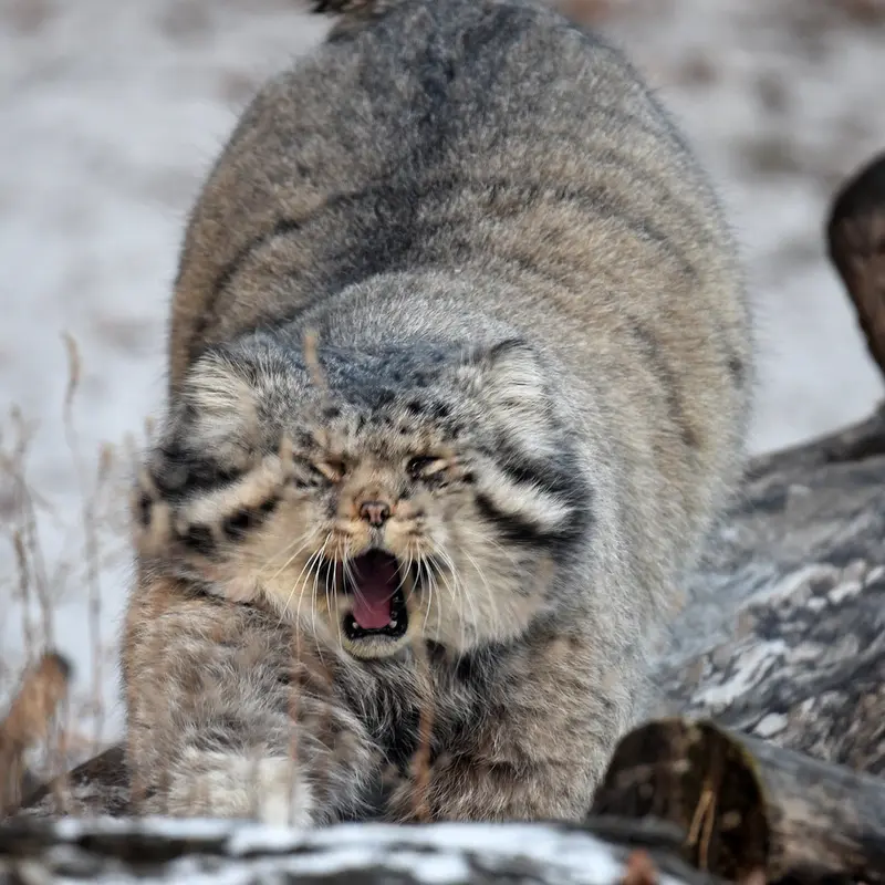 モスクワ動物園のヴァディムの写真
