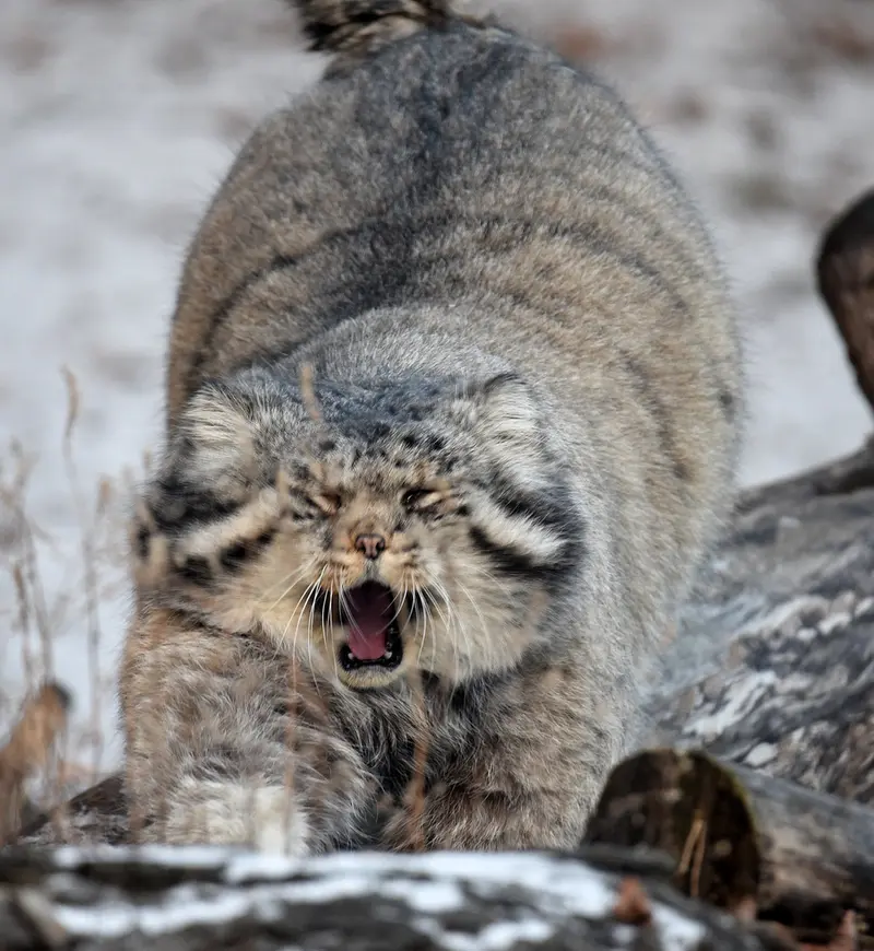モスクワ動物園のヴァディムの写真