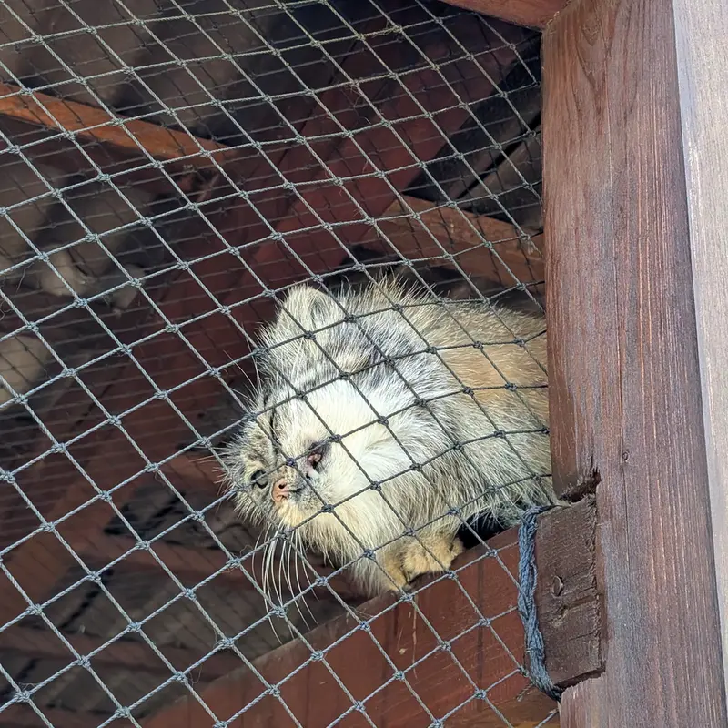 イフラヴァ動物園のルガシャの写真