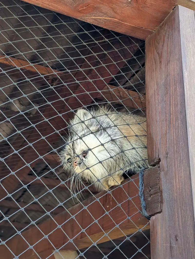 イフラヴァ動物園のルガシャの写真