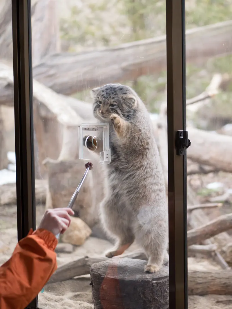 那須どうぶつ王国のナゴムの写真