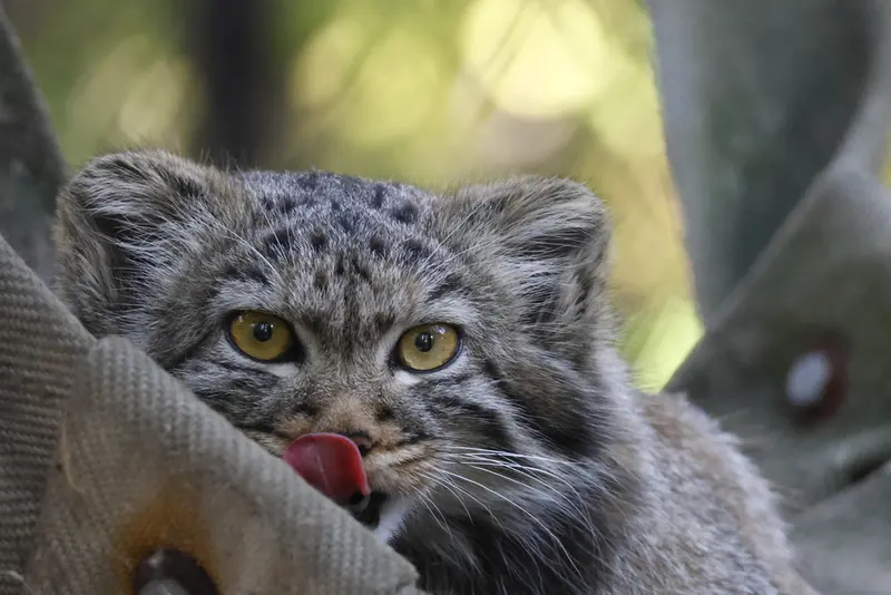 ノヴォシビルスク動物園のマヌルネコの写真