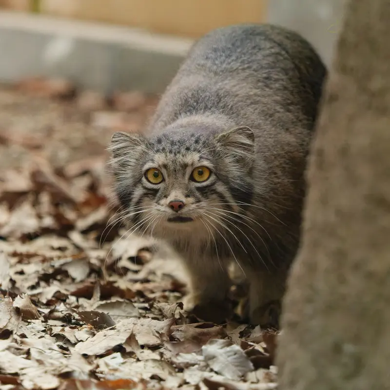 埼玉県こども動物自然公園のオトの写真