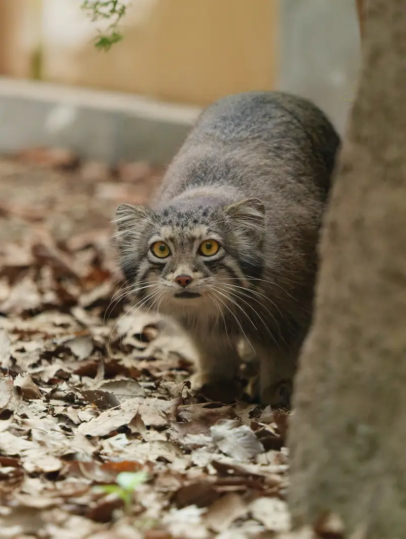 埼玉県こども動物自然公園のオトの写真