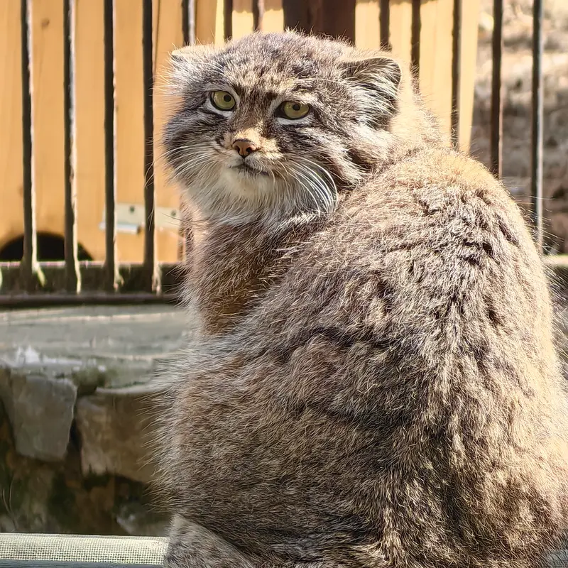 ノヴォシビルスク動物園のグレイの写真