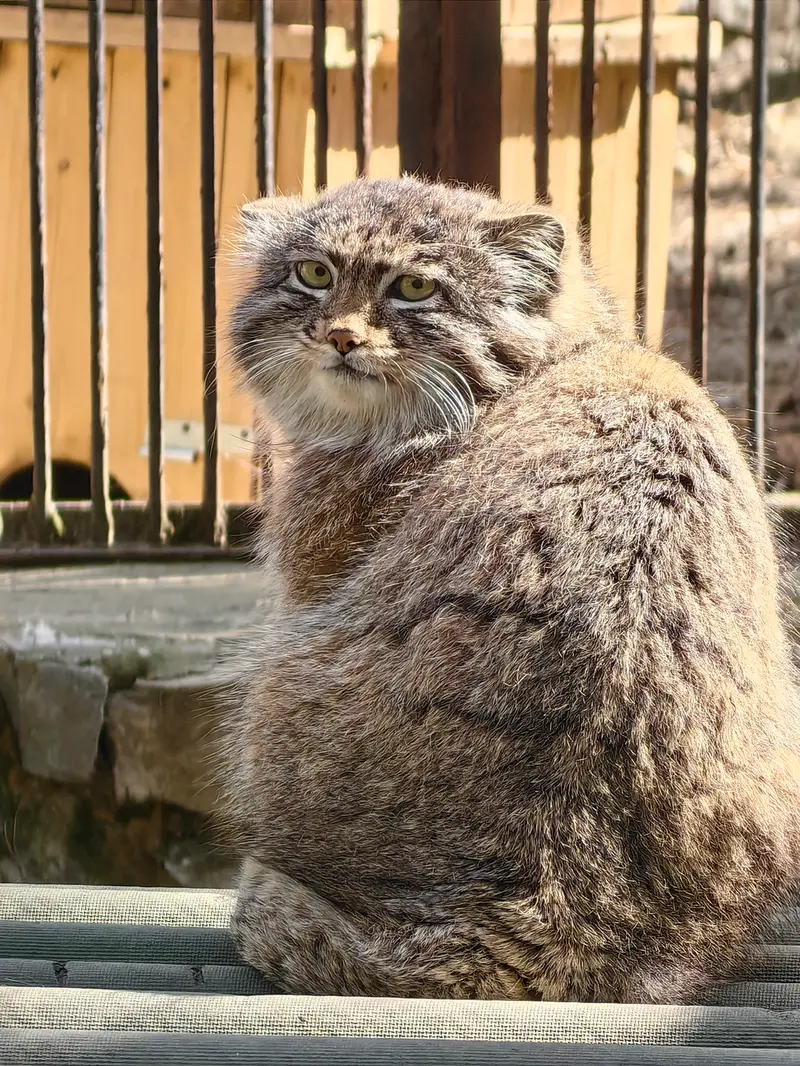 ノヴォシビルスク動物園のグレイの写真