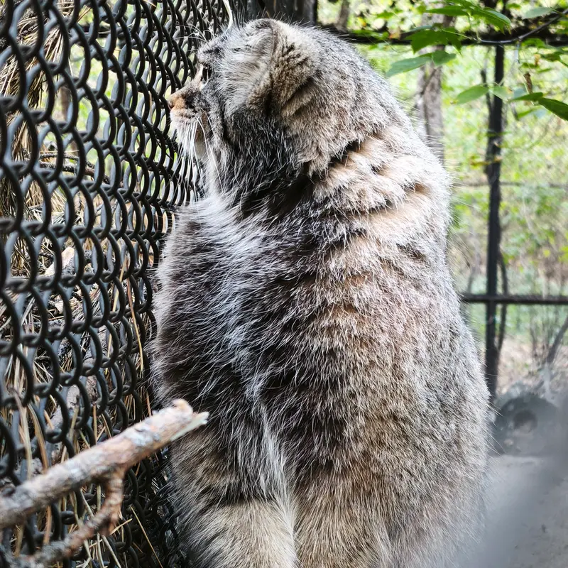 ノヴォシビルスク動物園のゾーシャの写真