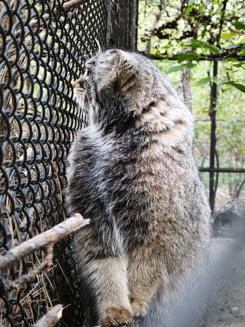 ノヴォシビルスク動物園のゾーシャの写真