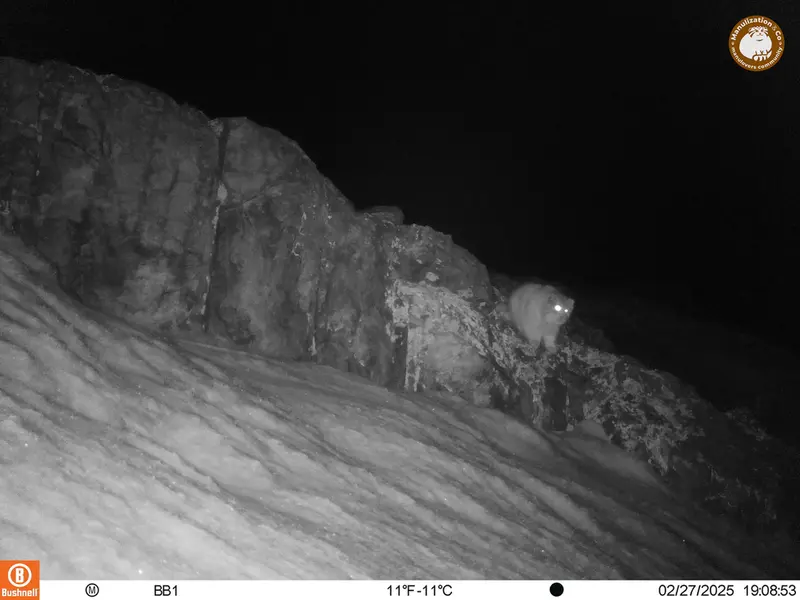 アクタス＝クンコラ［新］カメラトラップで撮影したOtocolobus manul manulの写真
