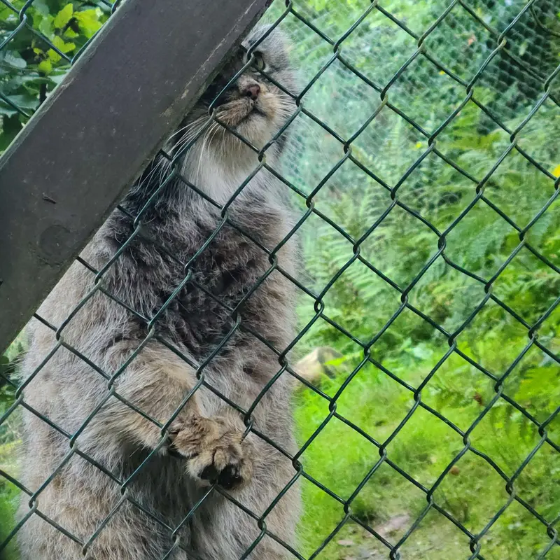 オペル動物園のバトゥの写真