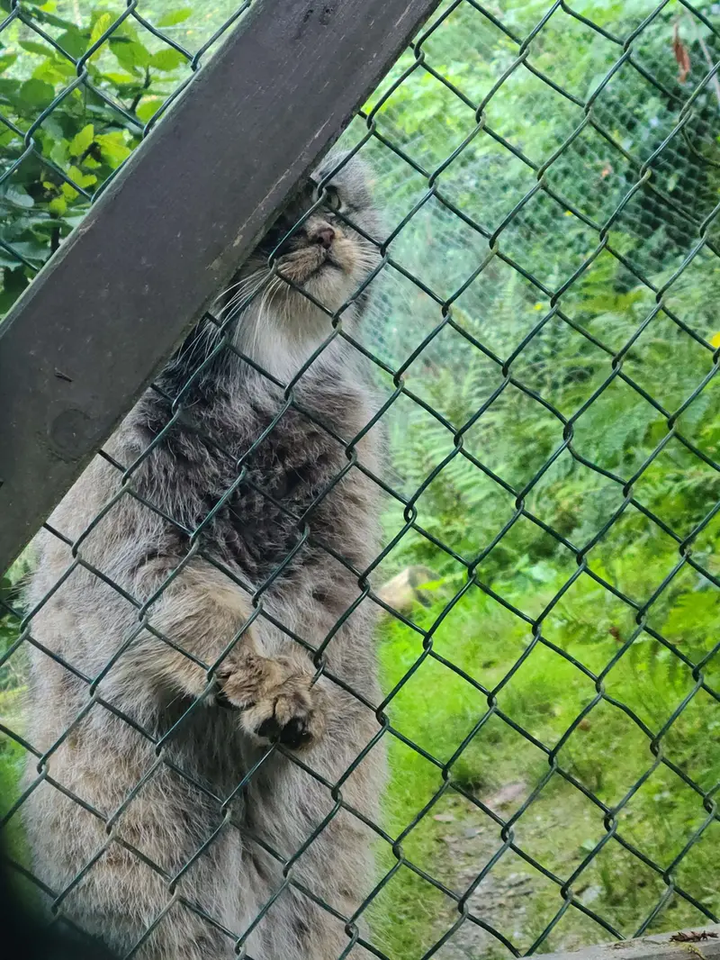 オペル動物園のバトゥの写真