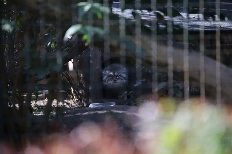 ワルシャワ動物園のジェシーの写真