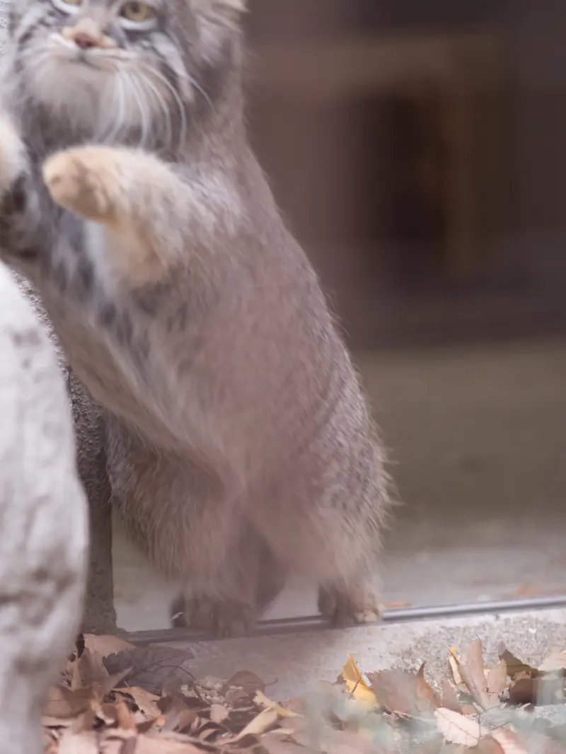 野毛山動物園のフィーガの写真