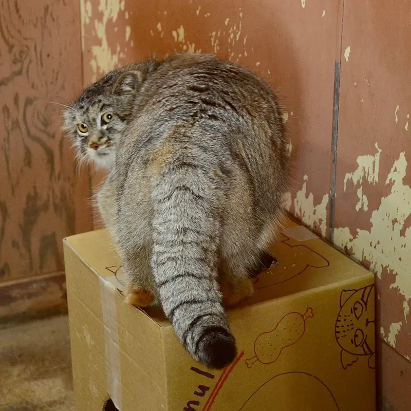 埼玉県こども動物自然公園のレフの写真