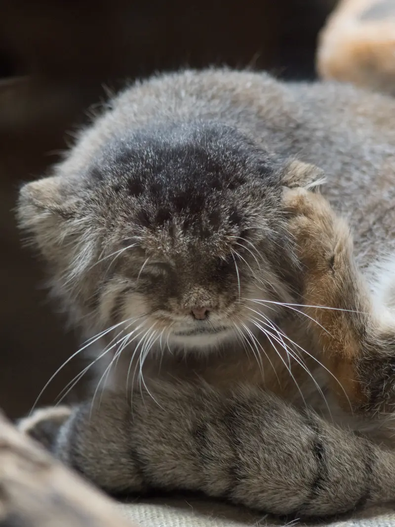恩賜上野動物園のプリームラの写真