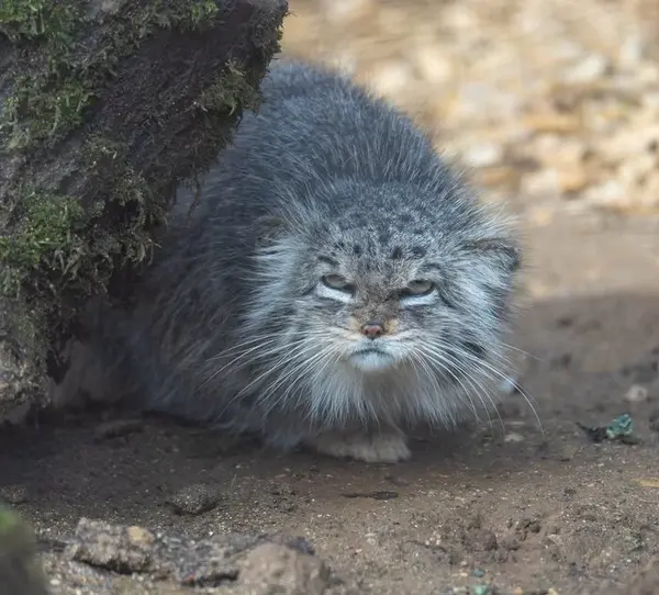 マヌルネコの写真